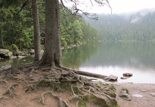 Čertovo jezero na Šumavě. Autor: Huhulenik, licence: CC BY-SA 3.0,  https://upload.wikimedia.org/wikipedia/commons/e/ea/%C4%8Certovo_jezero_%282%29.jpg