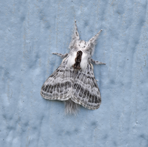 Můra – noční motýl. Autor: VJAnderson, licence: CC BY-SA 4.0,https://upload.wikimedia.org/wikipedia/commons/4/43/Tolype_moth.jpg